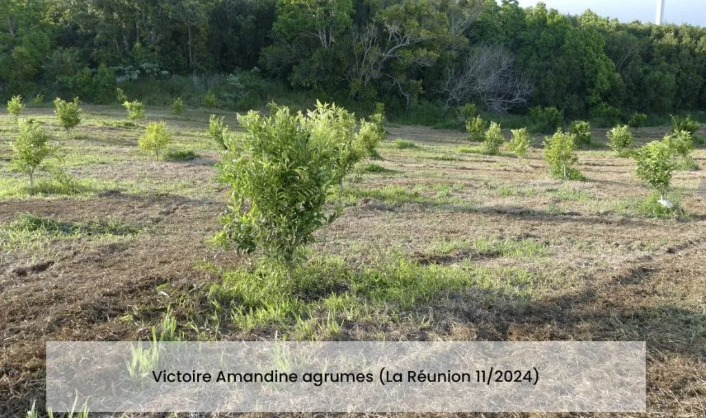 Jeune plantation d'agrumes, légende « Victoire Amandine agrumes, La Réunion, 11/2024 »