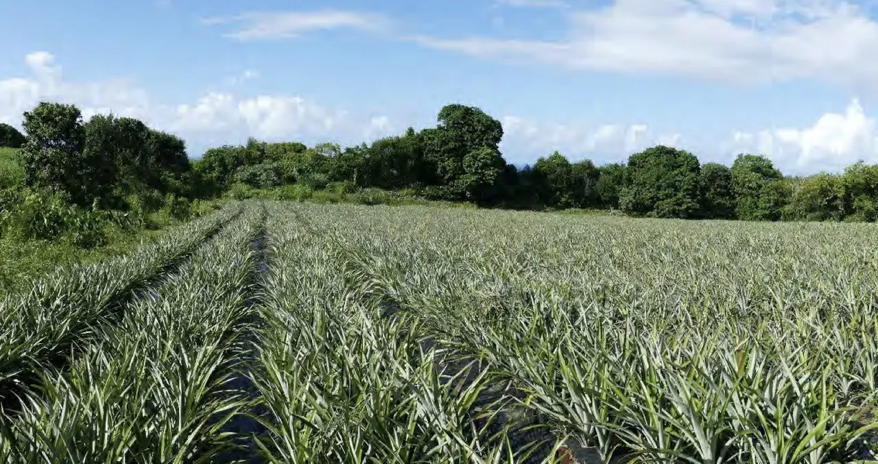 Champ d'ananas en rangées sous un ciel bleu, bordé d'arbres