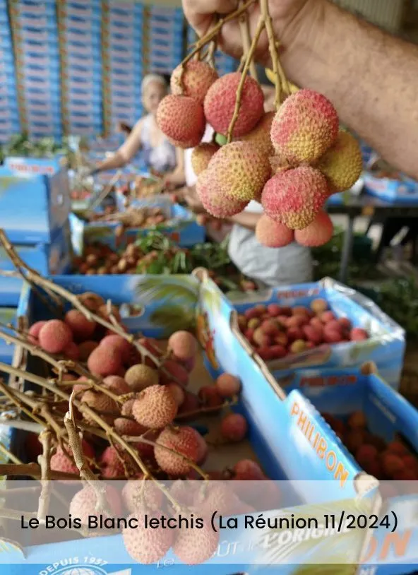 Caisses de letchis fraîchement récoltés, légende « Le Bois Blanc letchis, La Réunion, 11/2024 »
